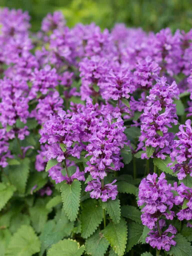 Stachys Grandiflora Superba Mihkel Saar Puukool