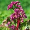 Bergenia