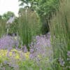 Calamagrostis x acutiflora 'Karl Foerster' - Image 7
