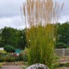 Calamagrostis acultiflora