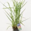 Tootepilt, Calamagrostis