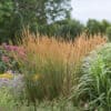 Calamagrostis Karl Foester 2