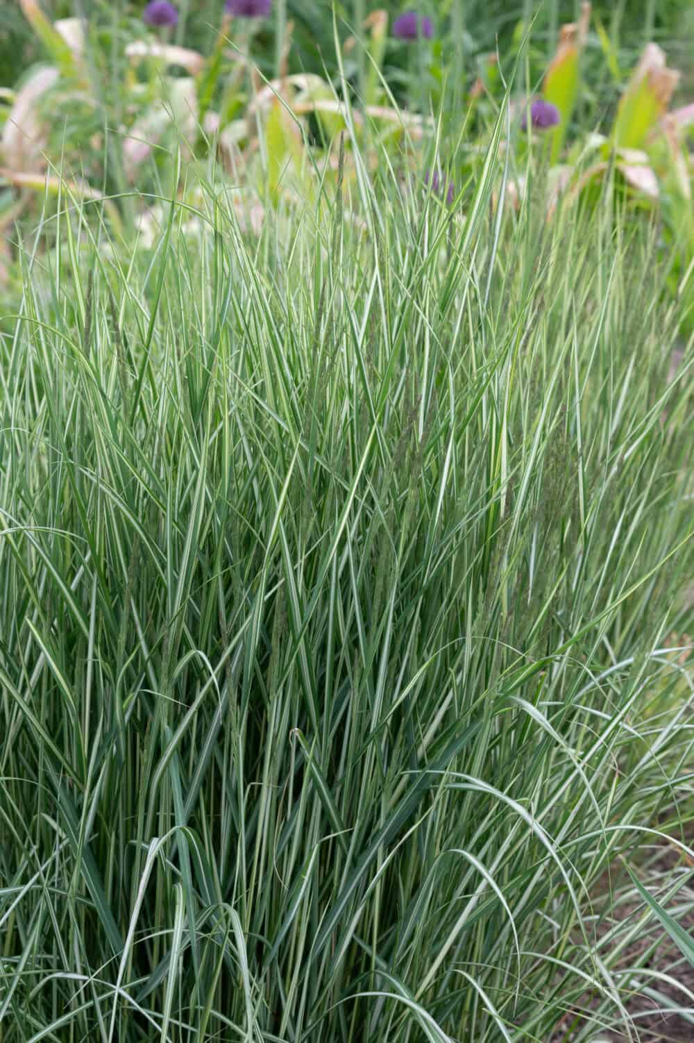 Calamagrostis Overdam