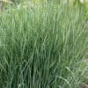 Calamagrostis Overdam