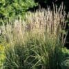 Calamagrostis x acultiflora