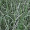 Calamagrostis Overdam 2.