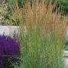 Calamagrostis acultiflora