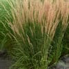 Calamagrostis acultiflora