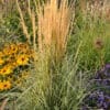 Calamagrostis x acultiflora