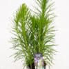 Tootepilt, Liatris