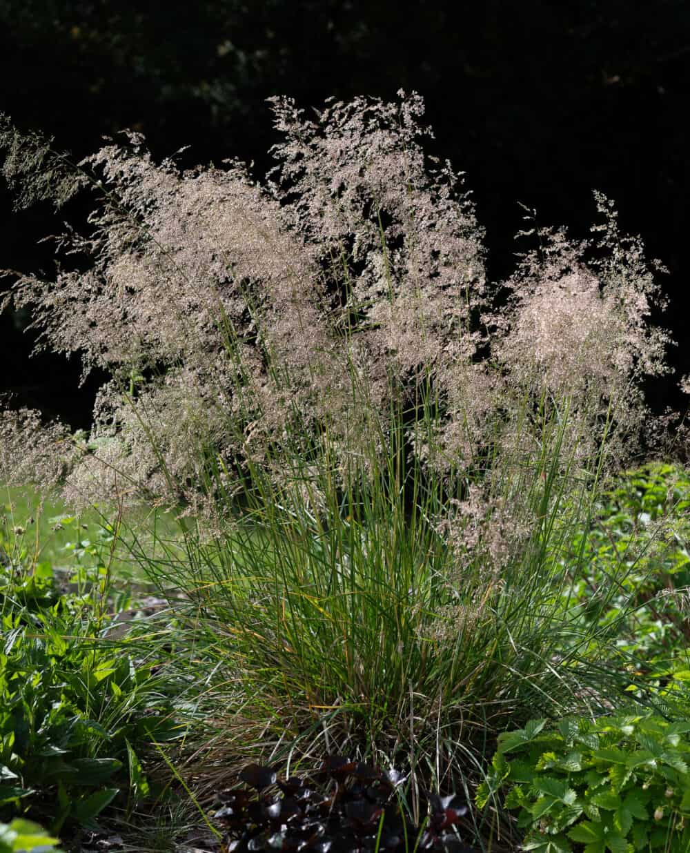 Deschapsia Tardiflora