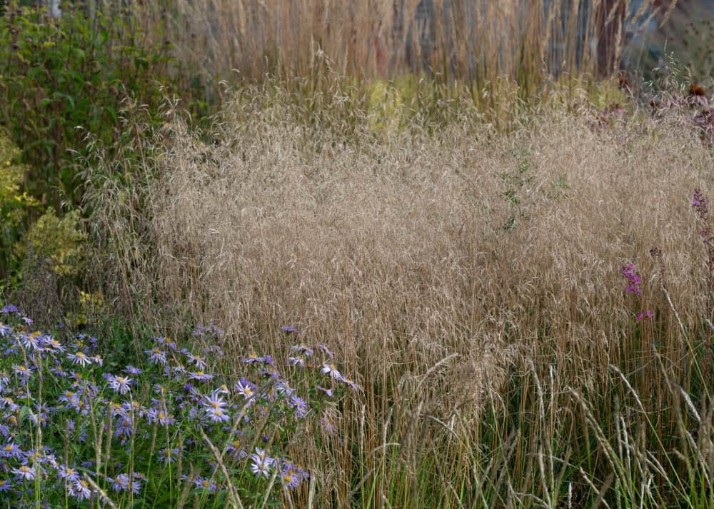 Deschampsia 'Tardiflora' - Image 5