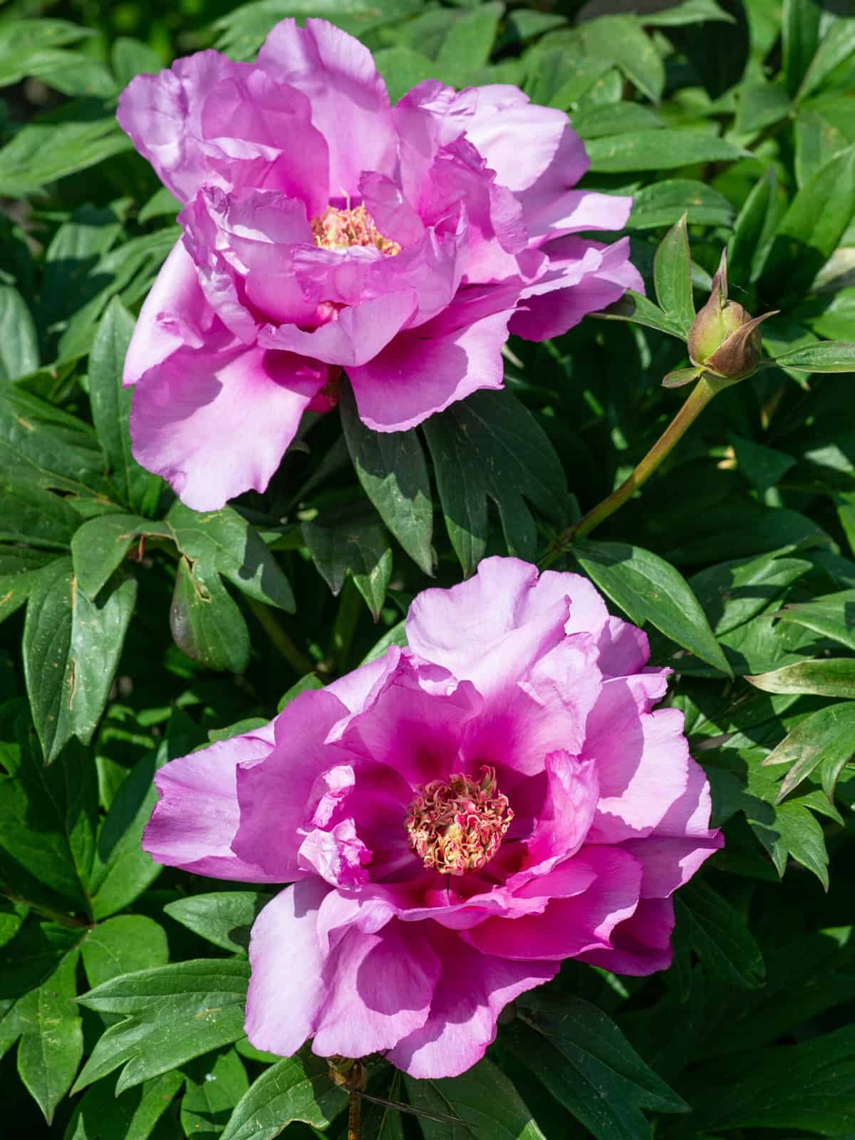 Paeonia