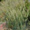 Koeleria-glauca-3.