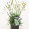 Koeleria glauca