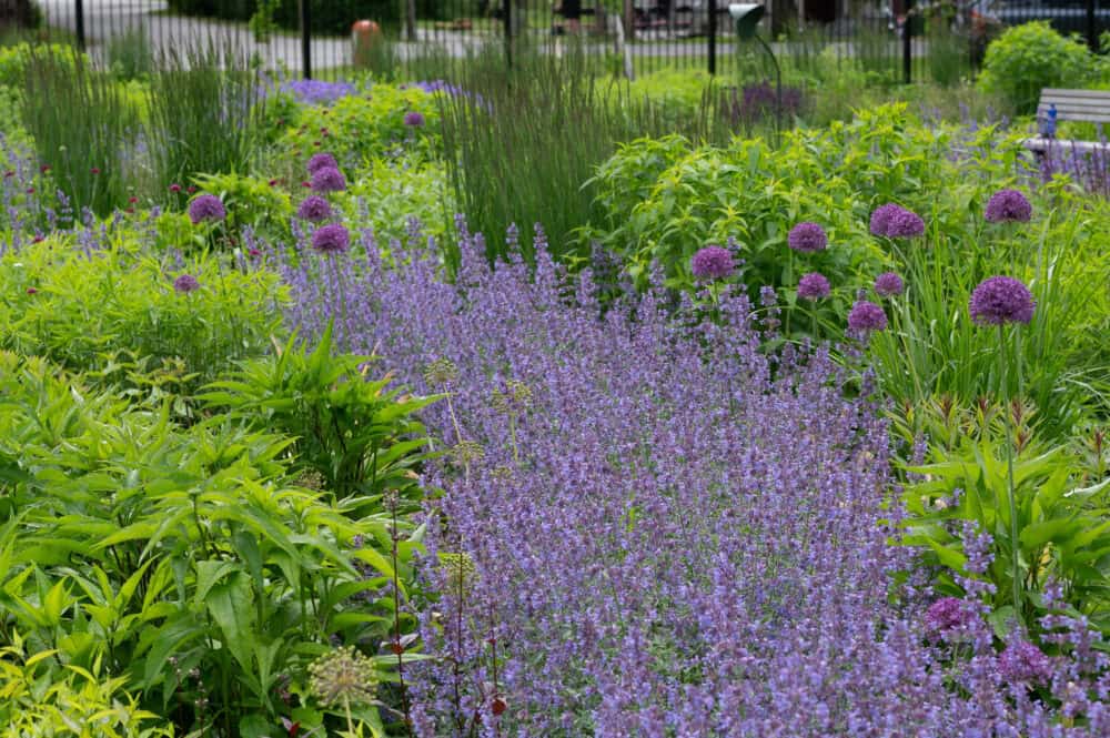 Nepeta Walkers Low