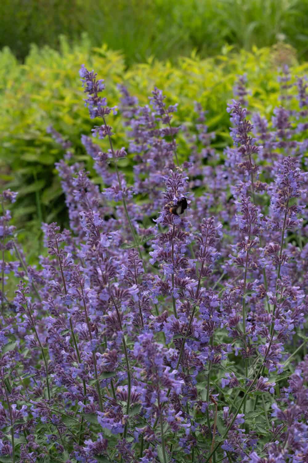 Nepeta Walkers Low