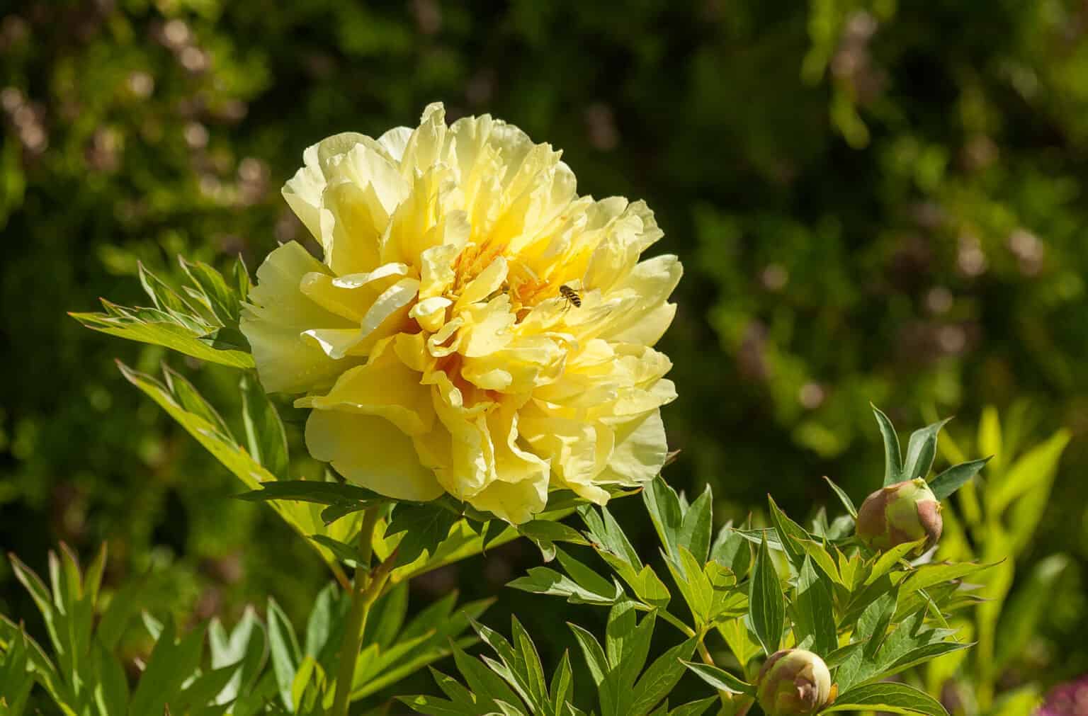 Paeonia ITOH 'Bartzella' - Mihkel Saar Puukool