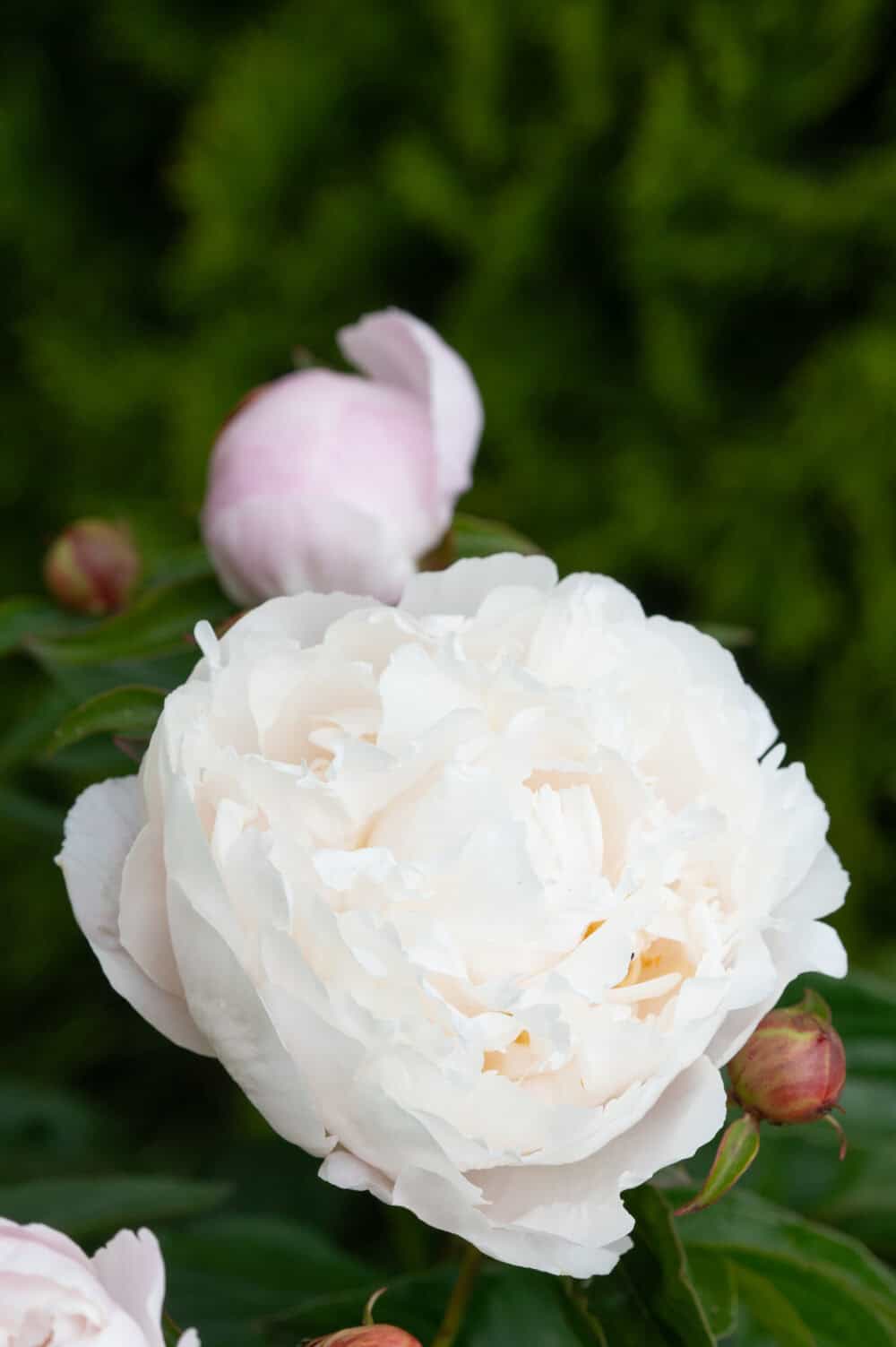 Paeonia Gardenia