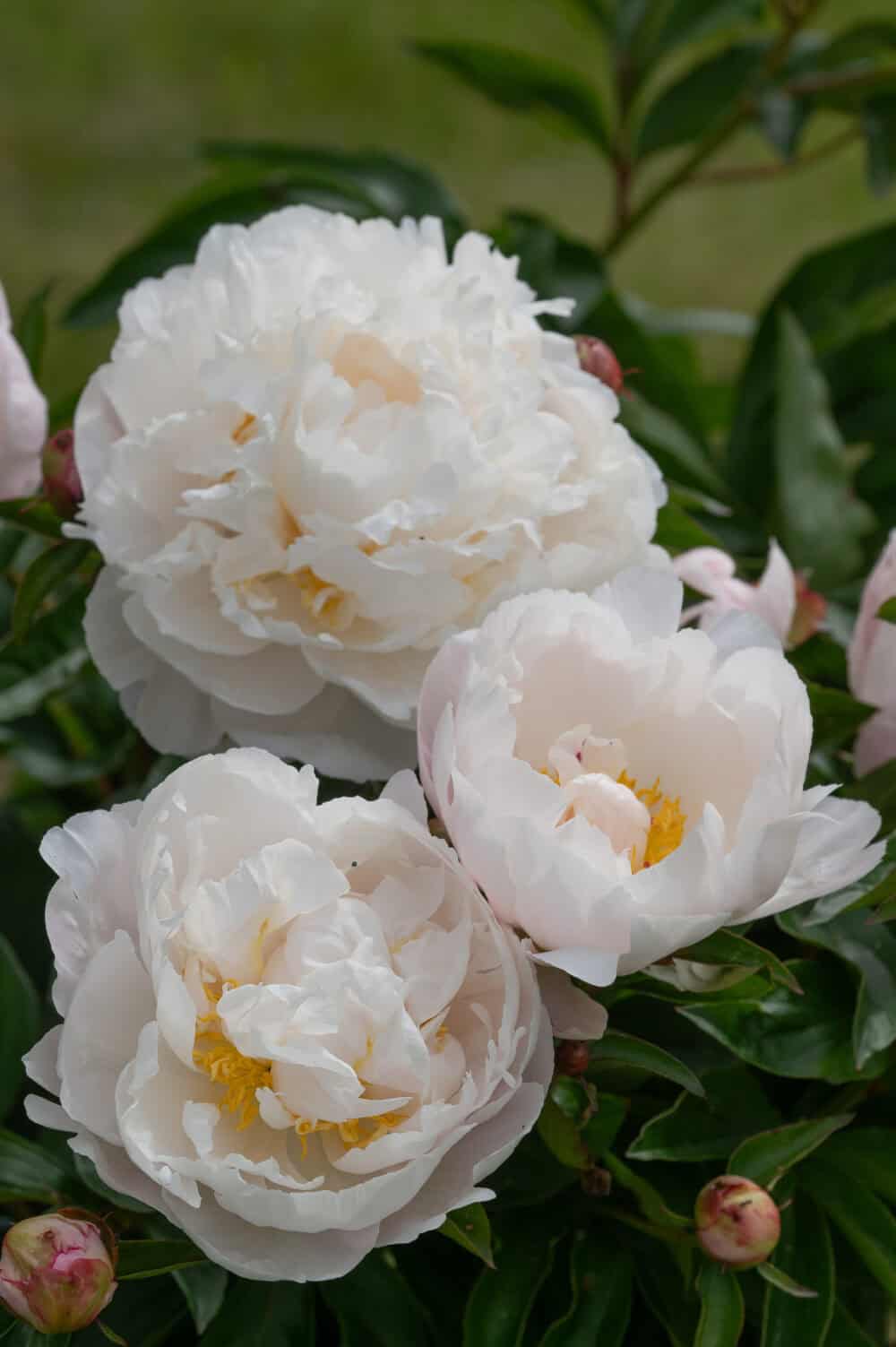 Paeonia Gardenia