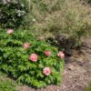 Paeonia ITOH