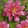 Paeonia ITOH