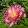 Paeonia ITOH