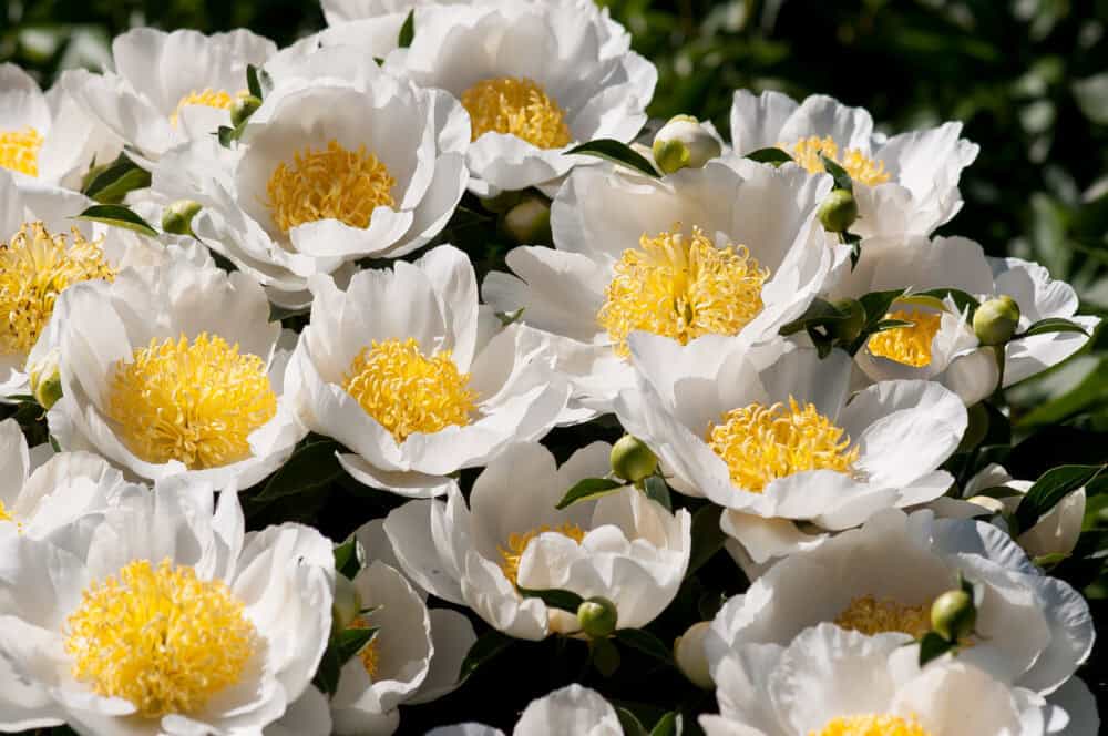 Paeonia 'Jan van Leeuwen' - Image 4