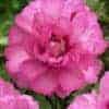 Paeonia ITOH
