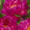 Paeonia