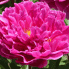 Paeonia