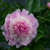 Paeonia 'Sarah Bernhardt' - Image 3