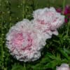Paeonia Sarah Bernhard1