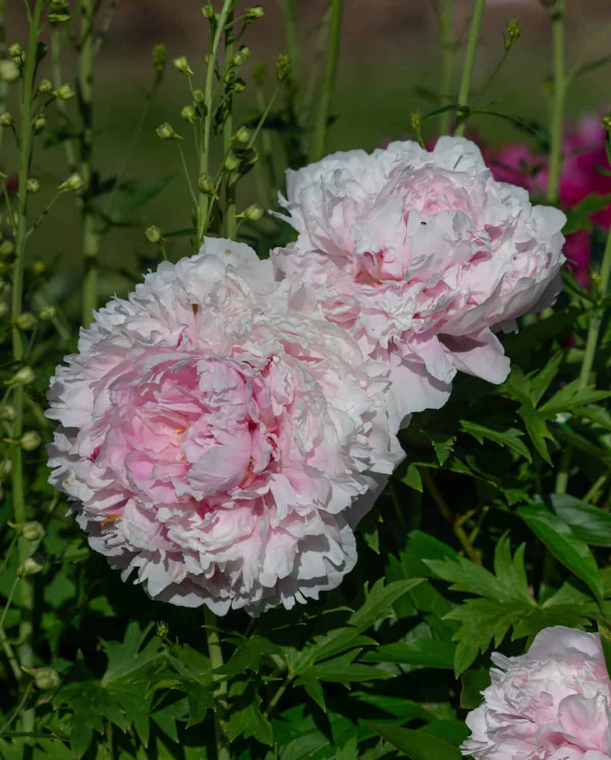 Paeonia Sarah Bernhard1