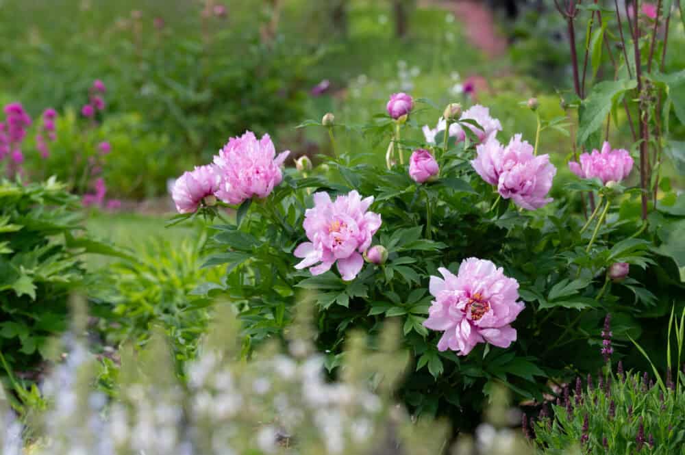 Paeonia itoh Fist Arrival