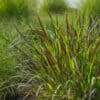 Panicum