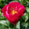 Paeonia
