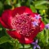 Paeonia