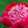 Paeonia