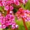 Bergenia 'Winterglut' - Image 3