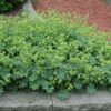 Alchemilla erythropoda