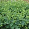 Alchemilla erythropoda