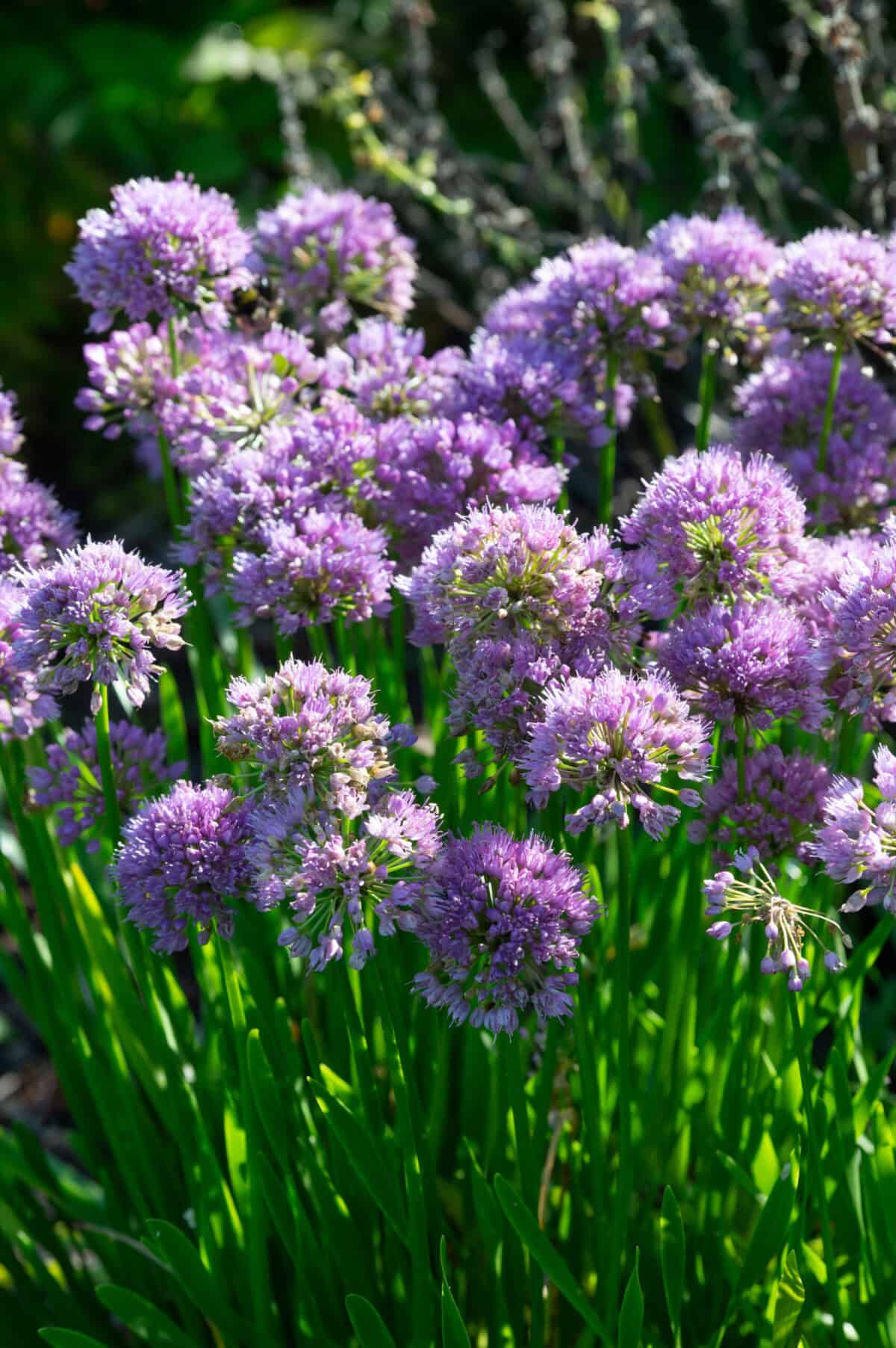 Allium Millenium