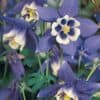 Aquilegia