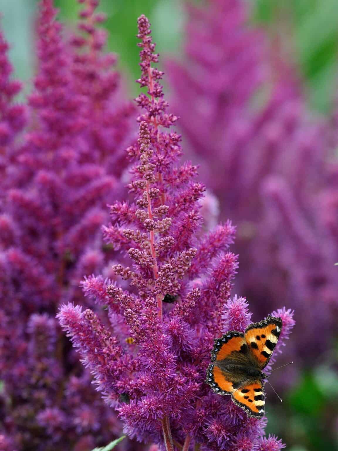 Vision In Red Astilbe