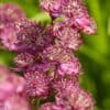 Astrantia major