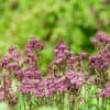 Astrantia major