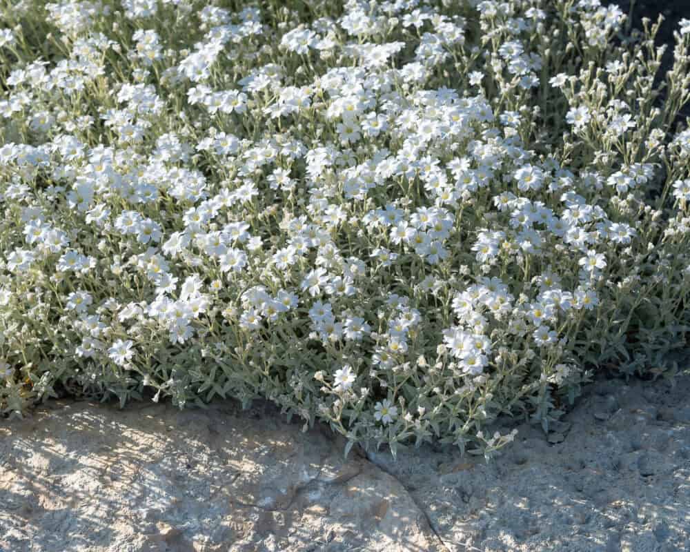 Cerastium tomentosum