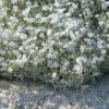 Cerastium tomentosum