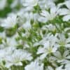 Cerastium tomentosum